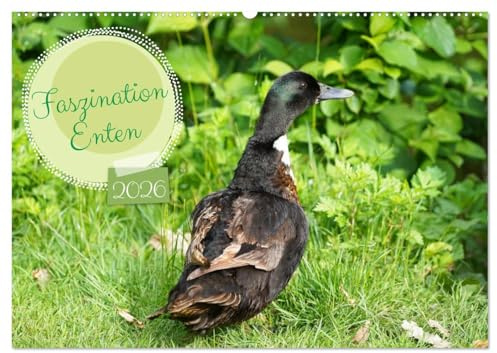 Faszination Enten (Wandkalender 2026 DIN A2 quer), CALVENDO Monatskalender: Farbenfrohe Stockenten auf der Wiese und im Wasser (CALVENDO Tiere)