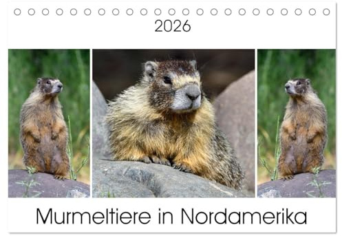 Murmeltiere in Nordamerika (Tischkalender 2026 DIN A5 quer), CALVENDO Monatskalender: Aufmerksame Murmeltiere auf Gebirgssteigungen und alpinen Wiesen von Nordamerika (CALVENDO Tiere)
