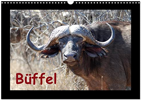 Büffel (Wandkalender 2026 DIN A3 quer), CALVENDO Monatskalender: Portraits des afrikanischen Kaffernbüffels (CALVENDO Tiere)