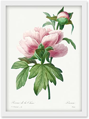 Wee Blue Coo Vintage Pale Pink Peony Bloom Illustration Floral Stem Flowers Pretty Artwork Framed Wall Art Print A4