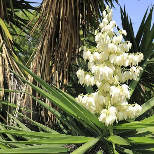 30 pcs yucca palmlilie winterhart samen - seeds, gartenpflanzen (Yucca filamentosa) exotische pflanzen, gartensamen saatgut alte sorten, pflanzen samen indoor geschenke für gartenliebhaber,