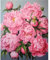Aimaor Kit de Peinture par Numéros, Papillon Fleur Pivoine, Peinture Acrylique sur Toile, 30x40cm, Pour Adultes et Enfants, DIY, Non Pliante