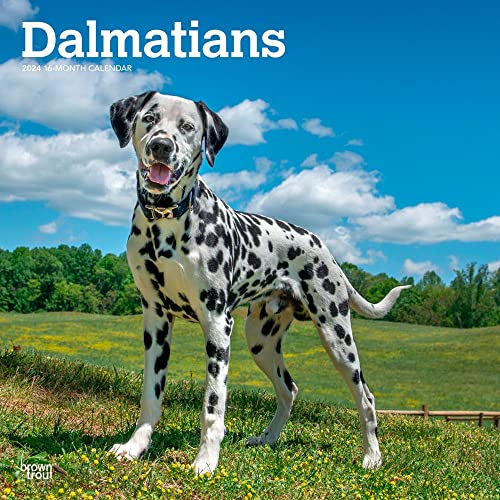 Dalmatiner | 2024 30,5 x 61 cm monatlicher quadratischer Wandkalender | BrownTrout | Tiere Hunderassen