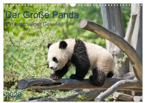 Der Große Panda Ein kuscheliger Geselle (Wandkalender 2026 DIN A3 quer), CALVENDO Monatskalender: Der Pandabär, ein beliebter Sympathieträger (CALVENDO Tiere)