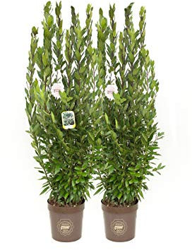 Laurus nobilis, Alloro, Cespuglio, Pianta vera in vaso Vannucci Piante, Pianta da terrazzo (cod. 8) (2x)