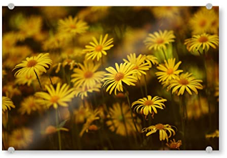 artboxONE Acrylglasbild 150x100 cm Natur Gelbe Margeriten Bild hinter Acrylglas - Bild margeriten blumenwiese blumig