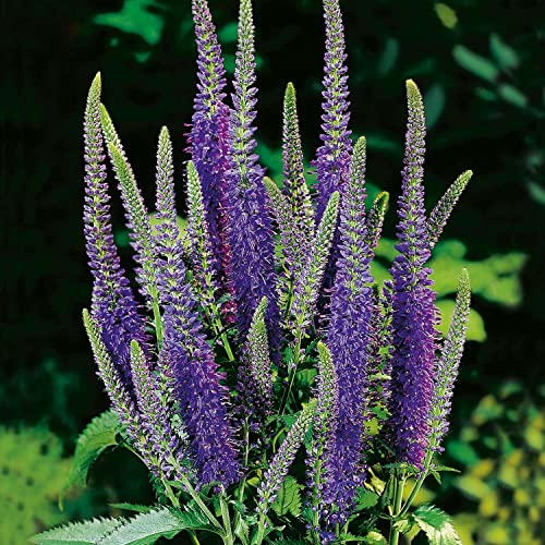 Ehrenpreis 'Blauriesin' - Wiesenehrenpreis (Veronica longifolia) - 1 Pflanze