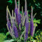 Ehrenpreis 'Blauriesin' - Wiesenehrenpreis (Veronica longifolia) - 1 Pflanze