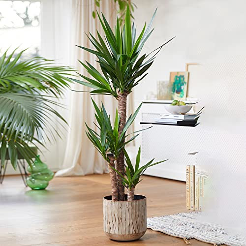 Yucca Elephantipes Large Indoor House Plant Real Evergreen Tall Plants (120-140cm)
