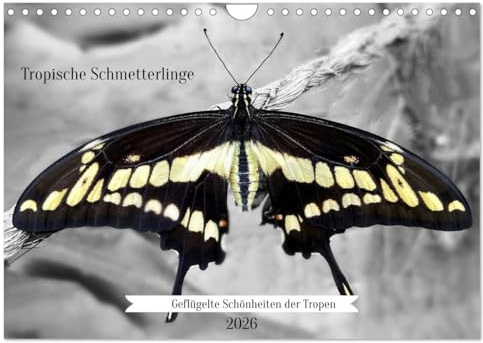 Geflügelte Schönheiten der Tropen (Wandkalender 2026 DIN A4 quer), CALVENDO Monatskalender: Tropische Schmetterlinge (CALVENDO Tiere)