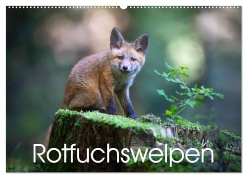 Rotfuchswelpen (Wandkalender 2026 DIN A2 quer), CALVENDO Monatskalender
