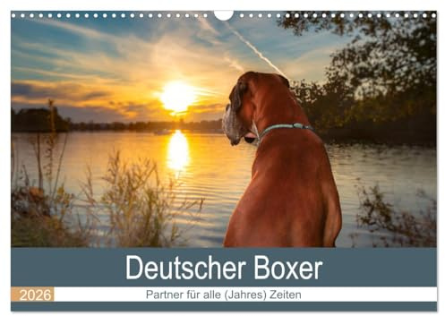 Deutscher Boxer (Wandkalender 2026 DIN A3 quer), CALVENDO Monatskalender: Partner für alle (Jahres) Zeiten (CALVENDO Tiere)