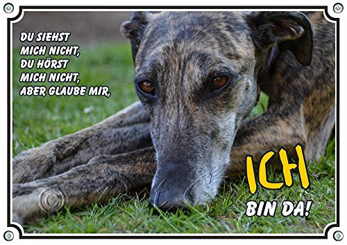Petsigns Hundeschild - Galgo Espanol - uv-beständiges Metallschild in 1a Qualität, DIN A5