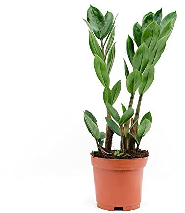 DECOALIVE Planta de Interior Zamioculcas Zamiifolia Planta Verde Natural (8436601573124)