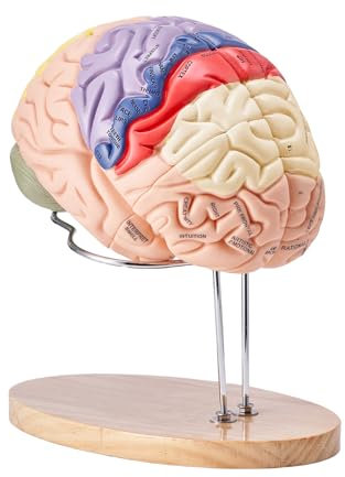 VEVOR Menschliches Gehirn Modell Anatomie, 2X Lebensgroßes 4-teiliges Menschliches Gehirn Anatomisches Modell mit Etiketten & Display Basis, Farbkodiertes Abnehmbares Gehirn Forschung über Lehren