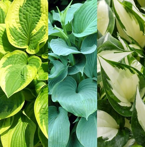 3 x Hosta Plant Collection in 9cm Pots - Herbaceous Perennials - Selection of Different Coloured Foliage - Shade Loving