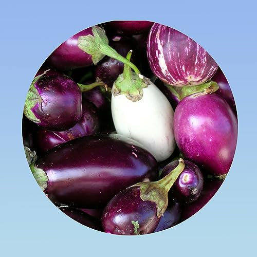 Planète graines - sachet 1 gramme graines Aubergine en mélange environ 200 Graines casper/longues/barbentane et listada de grandia