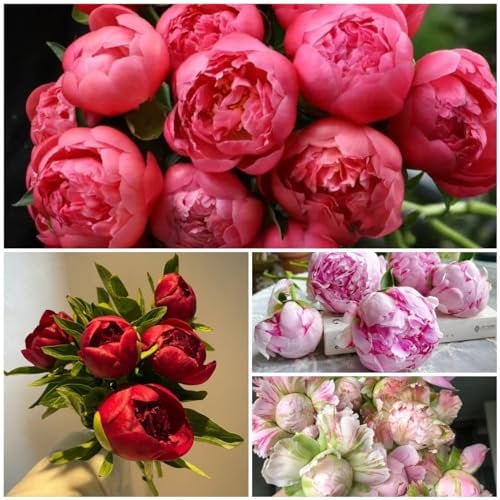 4 pz Bulbi di peonie resistenti, bulbi di peonie fiori primaverili, piante resistenti per il giardino peonia (Paeonia suffruticosa) piante perenni resistenti alla copertura del terreno,