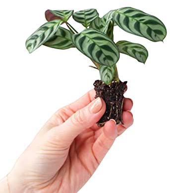 PLNTS - Baby Ctenanthe Burle Marxii - Zimmerpflanzen, Pflanzen Echt, Nachhaltige Verpackung - 2cm Stecklinge - Höhe 15cm - Direkt von der Gärtnerei