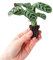 PLNTS - Baby Ctenanthe Burle Marxii - Zimmerpflanzen, Pflanzen Echt, Nachhaltige Verpackung - 2cm Stecklinge - Höhe 15cm - Direkt von der Gärtnerei