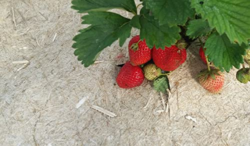 GROW-WIN Mulch aus Hanf, langlebig, 25 m x 0,56 m, biologisch abbaubar, für Pflanzen, gegen Unkraut, Produkt ohne Pestizide in Frankreich, leicht zu schneiden und zu verlegen.
