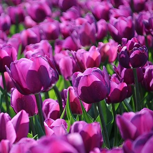 4 Pcs wildtulpen zwiebeln - tulpenzwiebeln - winterharte pflanzen für balkon (Tulipa gesneriana) exotische pflanzen blumenzwiebeln, balkonpflanzen deko blumen, topfpflanzen draußen