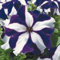 Petunia Seeds 50 semillas pildoradas Ultra Semillas Flor de la estrella azul