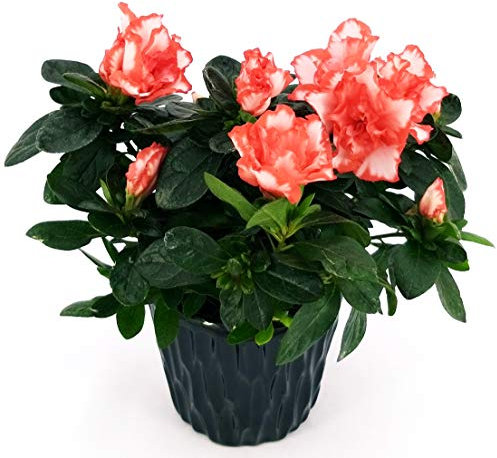POWERS TO FLOWERS - AZALEA MATISS IN VASO CERAMICA NERO, pianta da interno/esterno, pianta vera