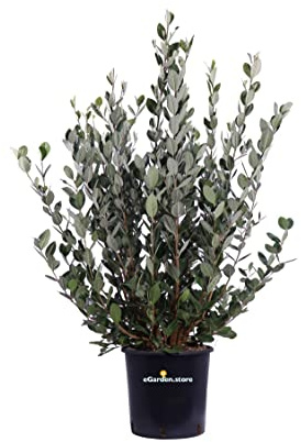 Pianta di Feijoa Albero di Feijoa Acca Sellowiana pianta da frutto di Feijoa pianta vera venduta da eGarden.store (Feijoa vaso 24)