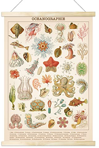 Vintage Ozean-Poster, Ozean, Leben, Quallen, Marine, Biologie, Wissenschaft, Wandkunst, rustikaler Stil, Wandbild, Poster für Wohnzimmer, Büro, Klassenzimmer, Schlafzimmer, Dekorrahmen, 40x60 cm