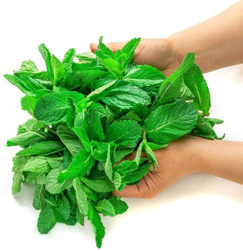 300 piezas Semillas de melisa, planta de melisa, semillas de menta. Las plantas perennes son plantas perennes resistentes. semillas regalo semillas organicas jardín de plantas semillas