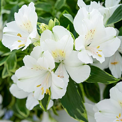 Alstroemeria Colorita Claressa Peruvian Lily Flowering Outdoor Garden Plant