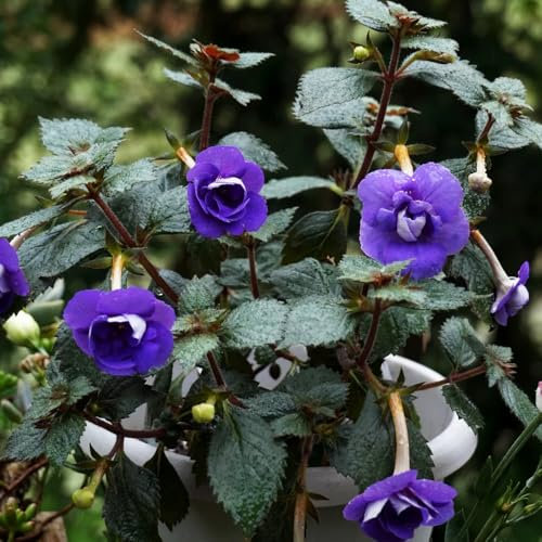 Achimenes Samen- bonsai topf-pflanzen winterhart draußen balkonpflanzen-blumen zum einpflanzen pflanzen garten-ausgefallene geschenke zimmerpflanzen-langer Blütezeit für eine 50pcs
