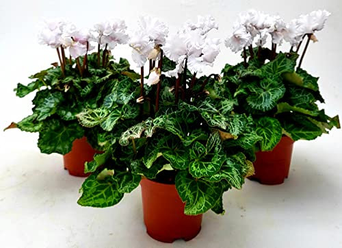 POWERS TO FLOWERS - CICLAMINO RICCIO FRANGIATO BIANCO, FIORITURA EXTRA, 3 PIANTE, VASO 13CM, piante vere