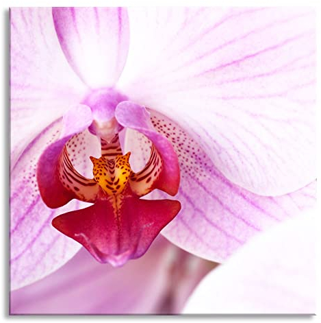 Pixxprint Glasbild, Wandbild auf Echtglas, Prächtige Rosa Orchidee, 50x50 cm, inkl. Aufhängung und Abstandshalter