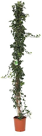 VIVAIO GARDEN FOREST Hedera Helix Hibernica, edera a foglia verde grande, pianta rampicante e ricadente ornamentale, ideale per interni, balconi, terrazzi e giardini