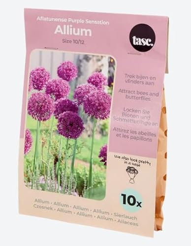 10 Bulbes de Fleur - Allium Mauve Violet - Attire abeille et papillons - Calibre 10/12-901
