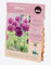 10 Bulbes de Fleur - Allium Mauve Violet - Attire abeille et papillons - Calibre 10/12-901