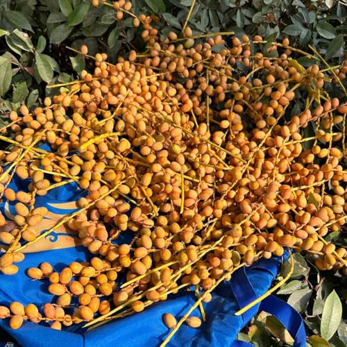 Dattelpalme, bonsai kaufen Dattelpalme stauden winterhart mehrjährig winterharte für garten topfpflanzen 10Samen