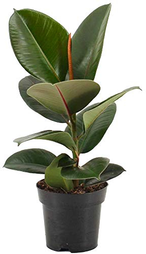 Ficus Robusta Arbre à caoutchouc d’intérieur pour la Maison ou le Bureau (30-40 cm avec pot)