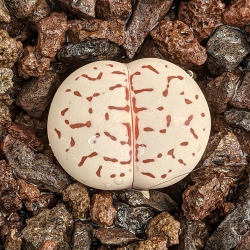 Dinteranthus vanzylii Samen - Sunnyplants, Dinteranthus Samen, Lebender Steine, Lithops Samen, Lebende Steinsamen, Kieselpflanzensamen, Lithops, Sukkulenten Samen (100)