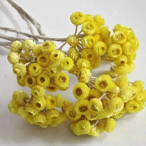 semillas de paja, helicriso semillas de pradera, plantas de sombra cobertura del suelo, perenne resistente plantas herbarias, flores para balcón, semillas macizos de flores, plantas 500pcs