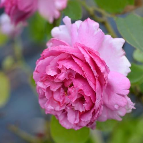 Gardenaria Rosa Rampicante 'Yves Piaget' Meilland, Pianta da Esterno, Rosa Intenso, Rifiorente, 180 cm (Vaso 17)