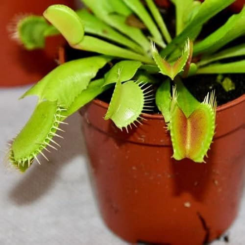 Planta Carnívora Natural Dionaea Muscipula Venus Atrapamoscas - ¡Se Alimenta de Insectos!