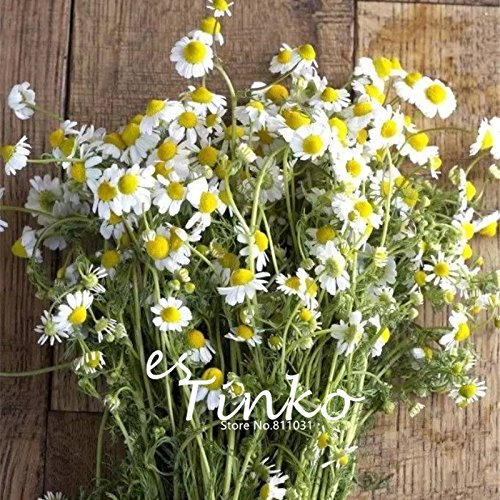 Semi 50 pezzi camomilla semi di Flores Chamomillae fiori Patio Balcon pianta in vaso di DIY domestica dei semi del giardino