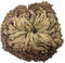 Bontannd Rosa della Pianta di Resurrezione Air Fern Spike Moss Live - Selaginella Lepidophylla