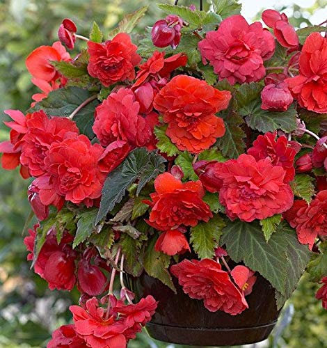 Begonia Fragrant 'Odorata Red Glory' WPC Prins Bulbs/Tubers Pack x2 Bulbs