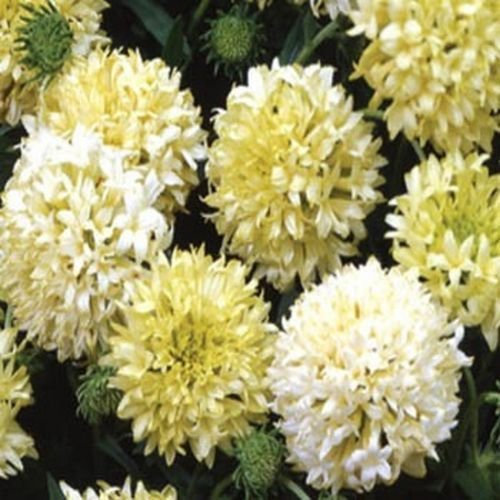 Manta Gaillardia- la flor del Sundance- Blanco- 50 semillas