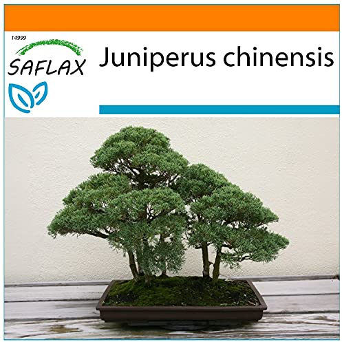 SAFLAX - Garden in the Bag - Bonsai - Chinesischer Wacholder - 30 Samen - Mit Anzuchtsubstrat im praktischen, selbst aufstellenden Beutel - Juniperus chinensis