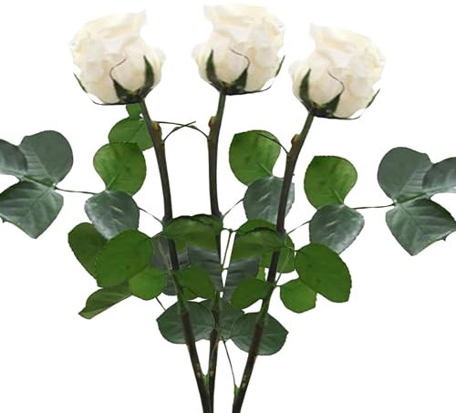 Rosa Stabilizzata Vera 100% Made in Italy (Champagne, 3)